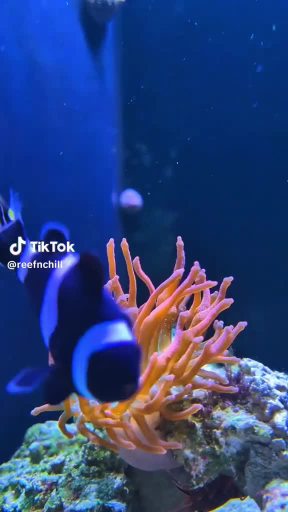 Waiting for the day for the clownfish to host the anemone
