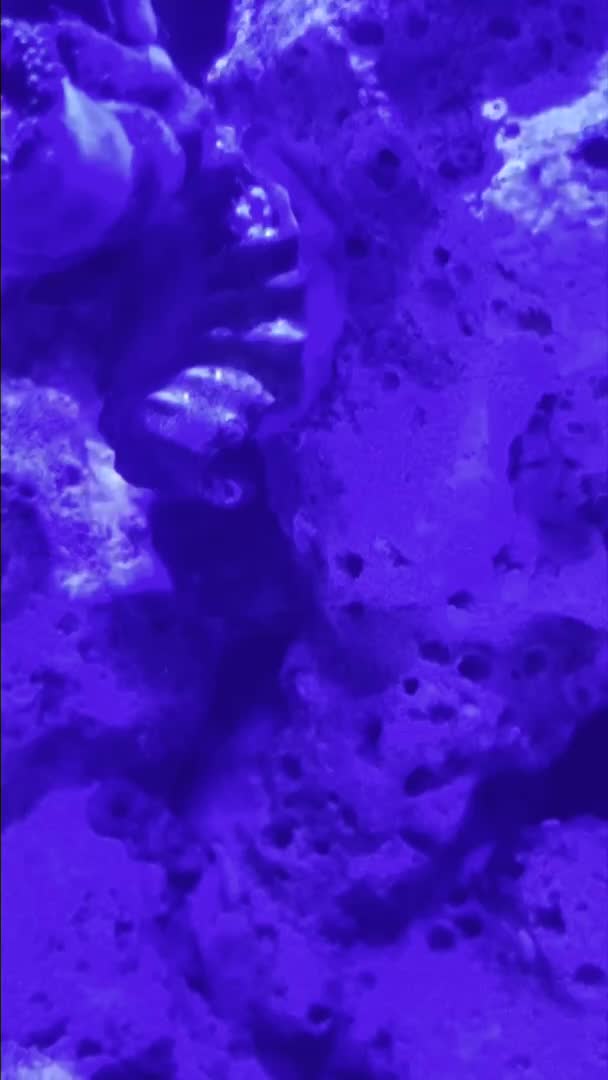 Aiptasia? Tried getting a video with white light but as soon as it comes on it shoot back...