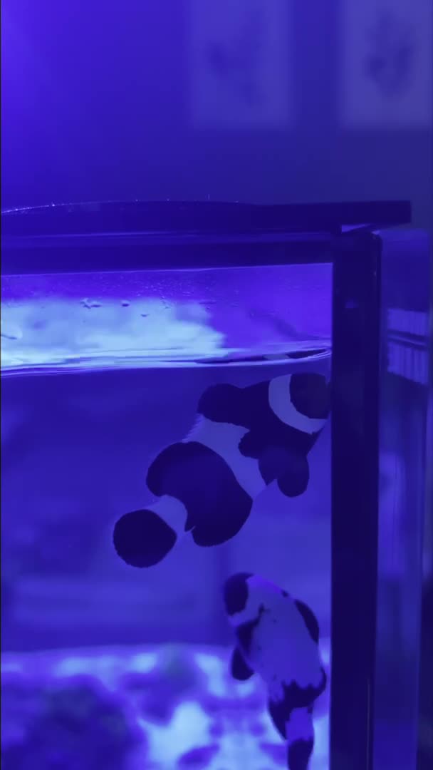 Why is my ocellaris clownfish acting skittish and weird