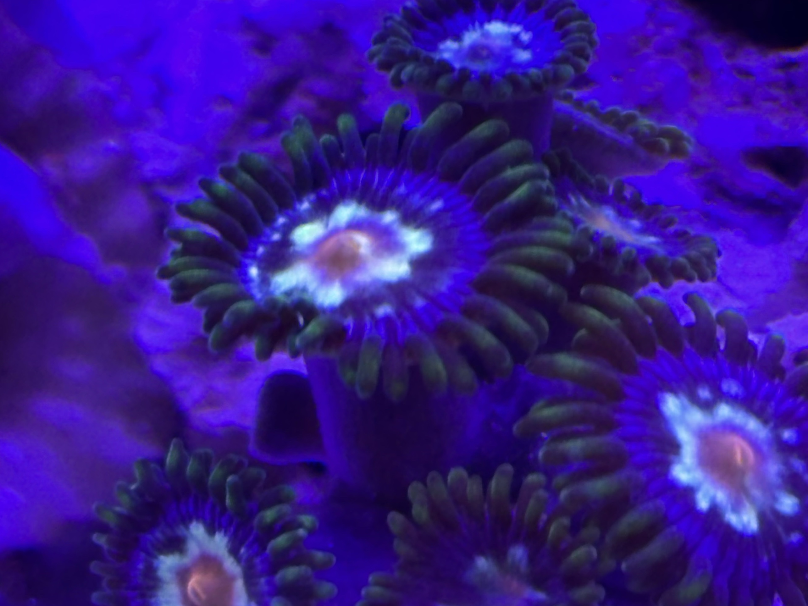 Tank Image