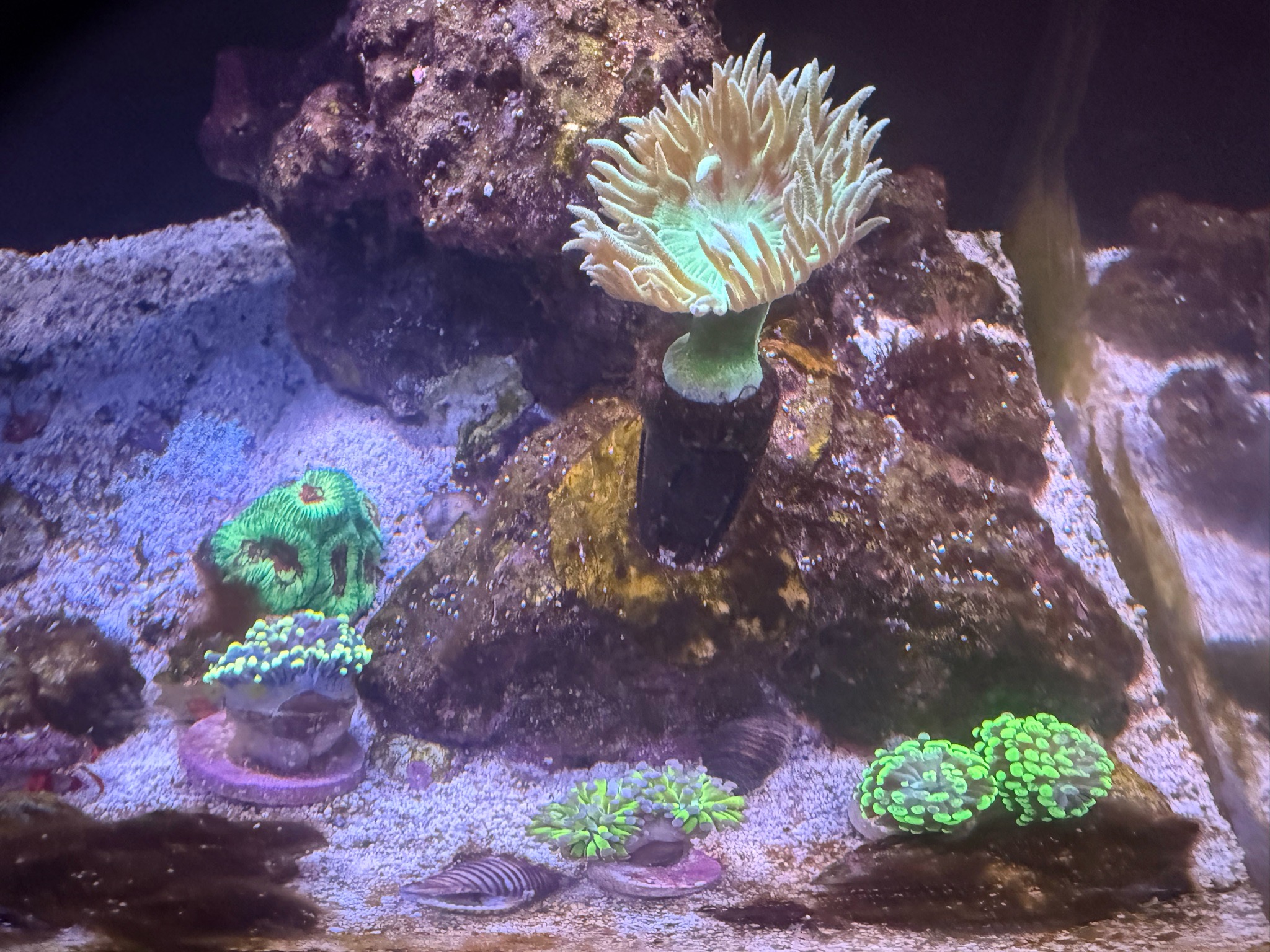 Reef rookie here. The Duncan I bought a couple of months ago seems to be doing pretty well...