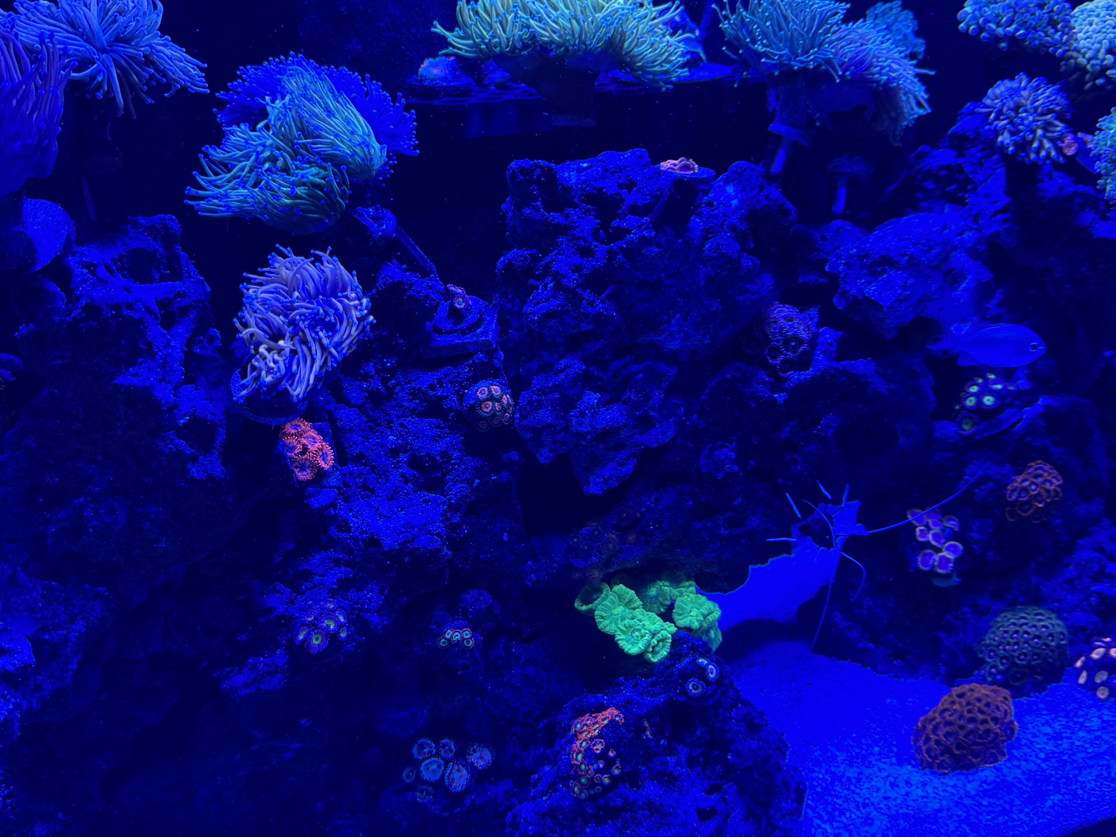 Tank Image