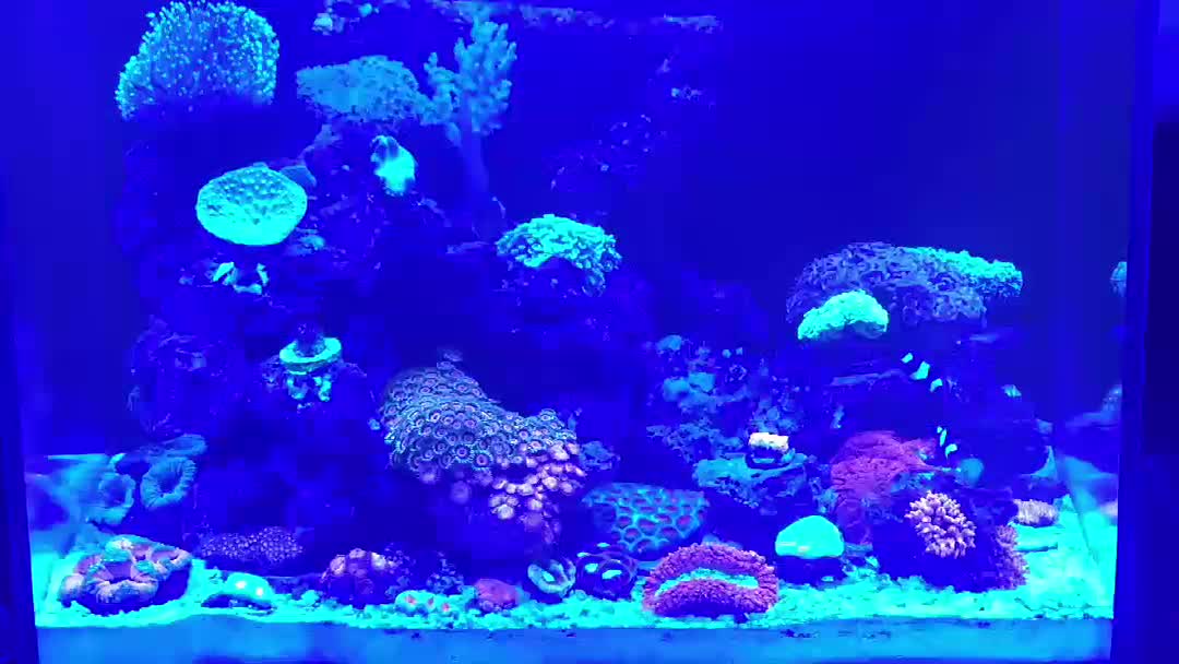 Day 30. Only 3 fish, but lots of easy corals, copepods, some inverts a...