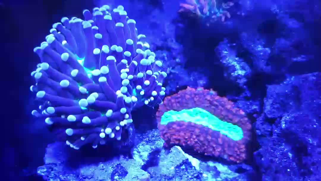Whilst it doesn't show up great on camera, my first Torch has some cra...