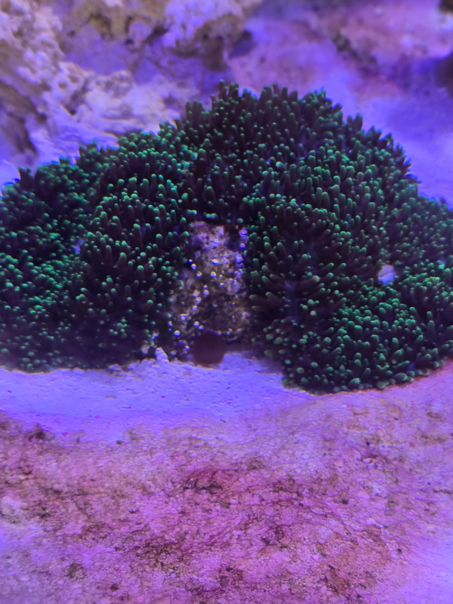 Hello all, new to all this coral keeping but i noticed right in the middle of my rock on t...