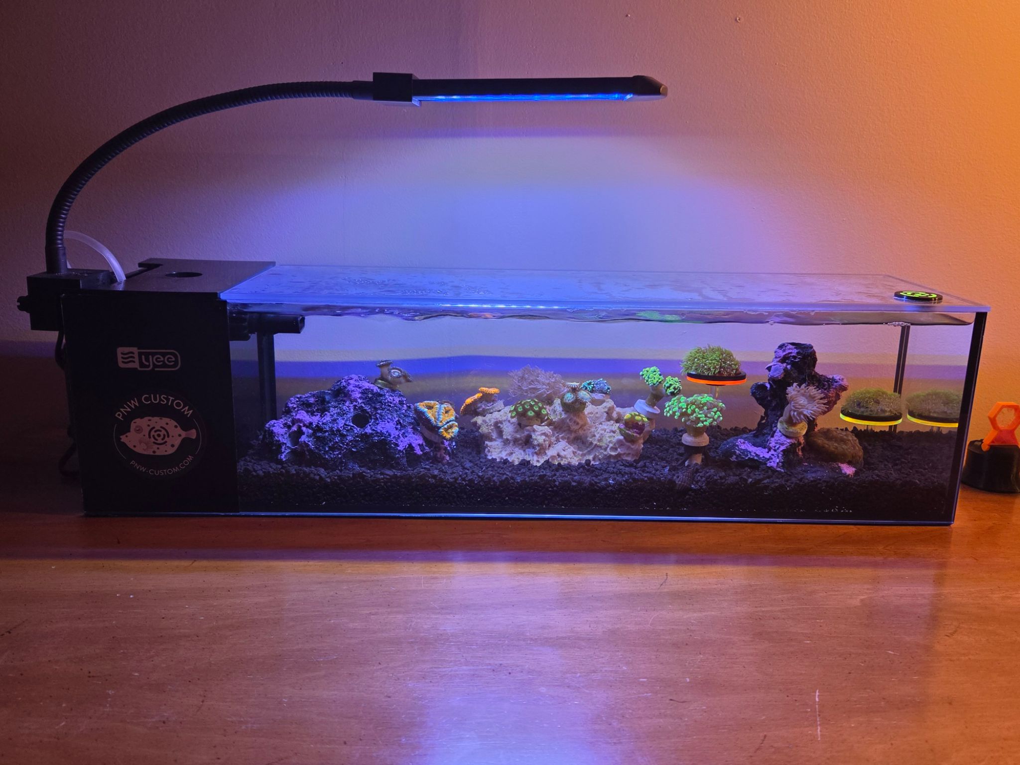 3.3g PNW Custom Yee tank after a stocking from Reefapalooza NYC