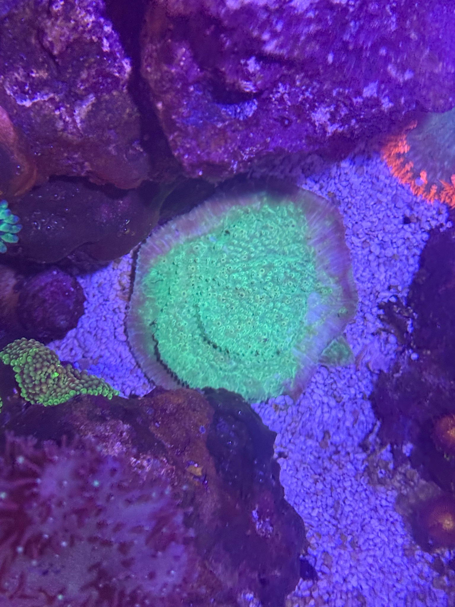 Bubble tip anemone clownfish and zoanthids growth in 24 gallon reef - clownfish, bubble tip anemone, zoanthids (photo 6)