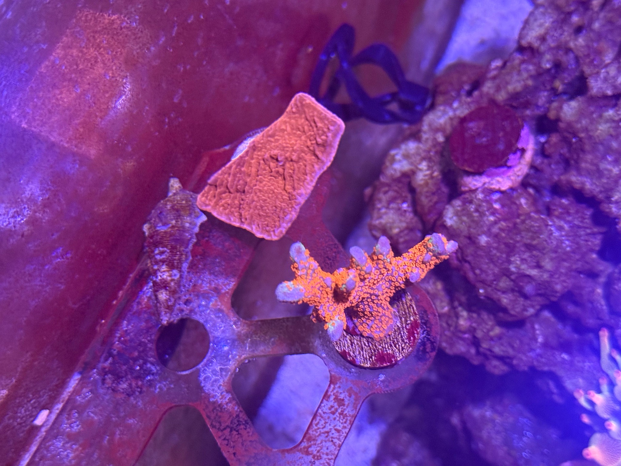 Bubble tip anemone clownfish and zoanthids growth in 24 gallon reef - clownfish, bubble tip anemone, zoanthids (photo 4)