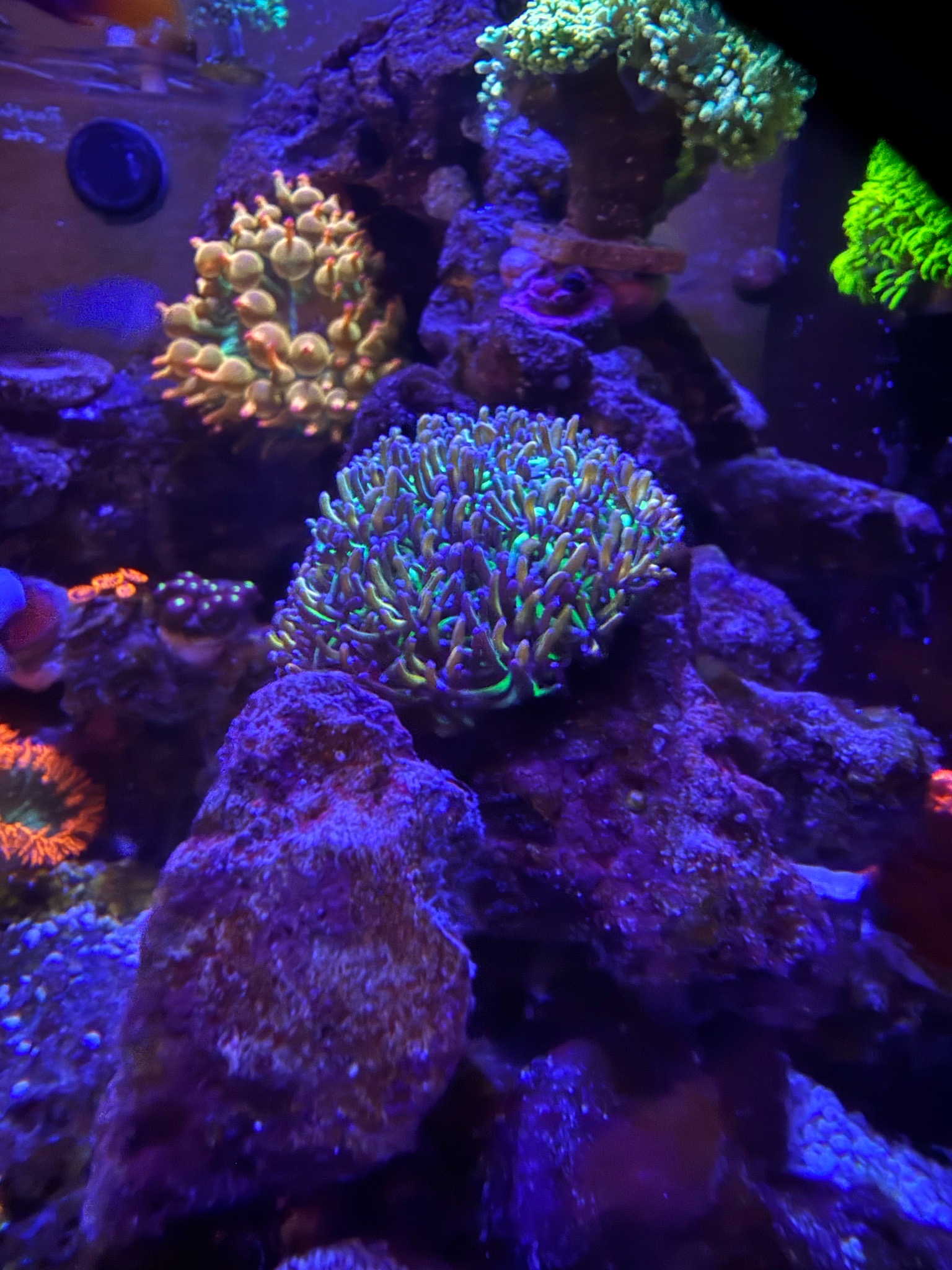 Bubble tip anemone clownfish and zoanthids growth in 24 gallon reef - clownfish, bubble tip anemone, zoanthids (photo 2)