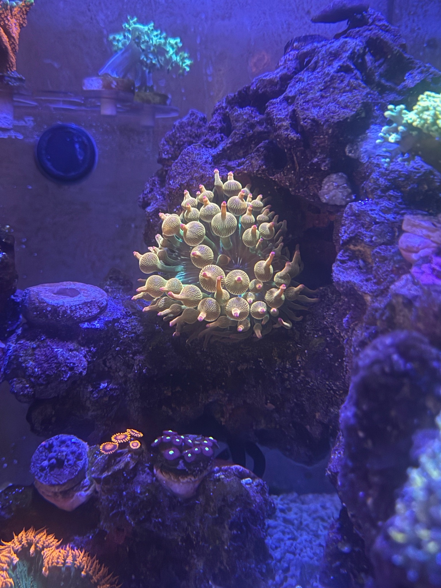 Bubble tip anemone clownfish and zoanthids growth in 24 gallon reef - clownfish, bubble tip anemone, zoanthids (photo 3)