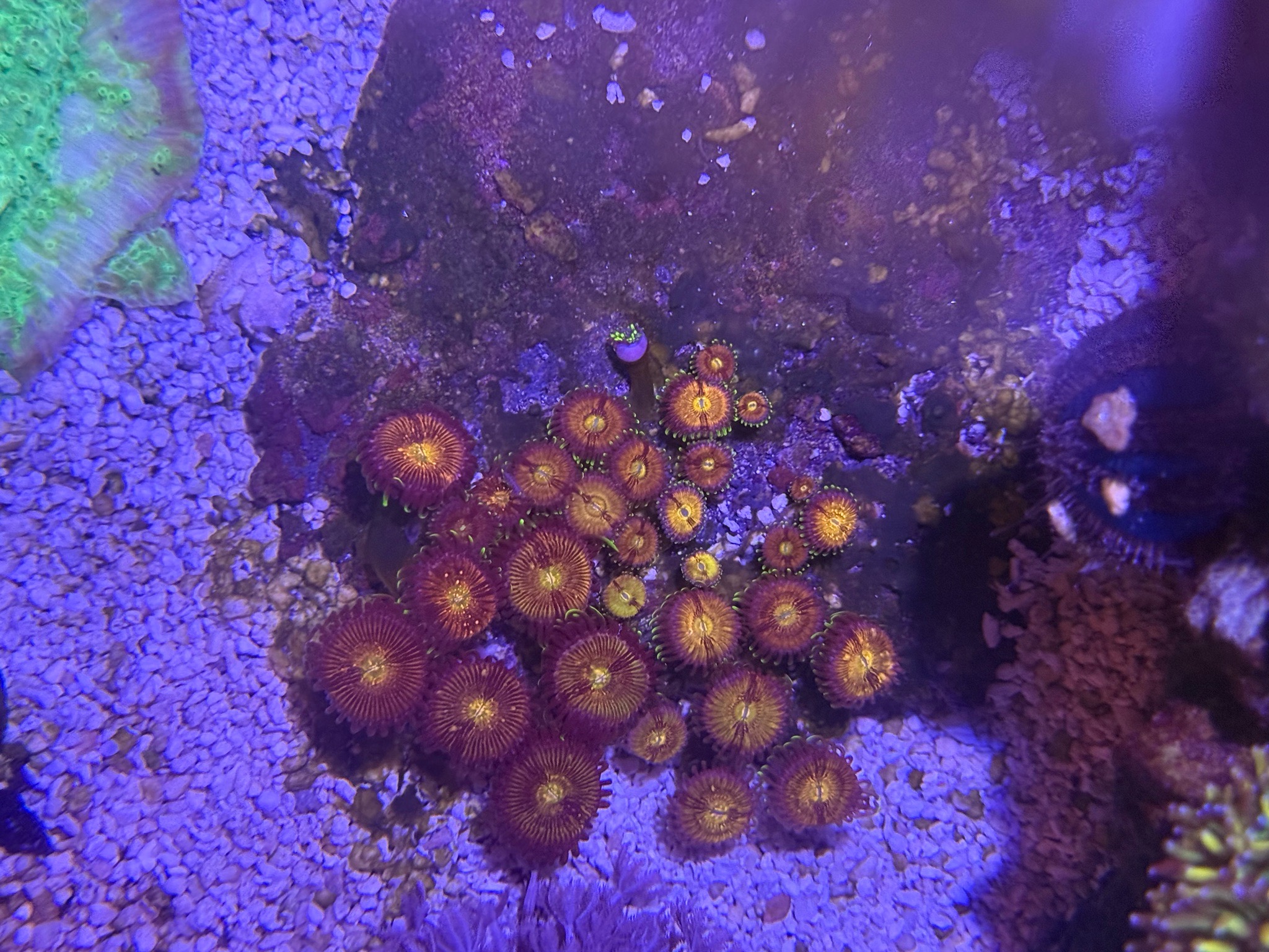 Bubble tip anemone clownfish and zoanthids growth in 24 gallon reef - clownfish, bubble tip anemone, zoanthids (photo 5)