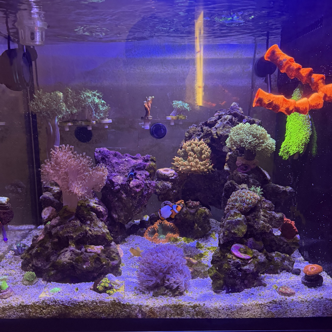 6 month old reed tank. Looking forward to it growing out