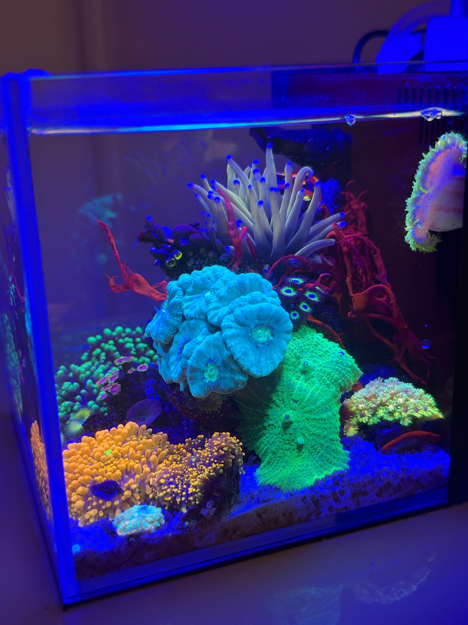 Pico reef update with torch coral ricordea and zoanthids - Torch Coral, Ricordea Mushroom Coral, Zoanthids (photo 4)