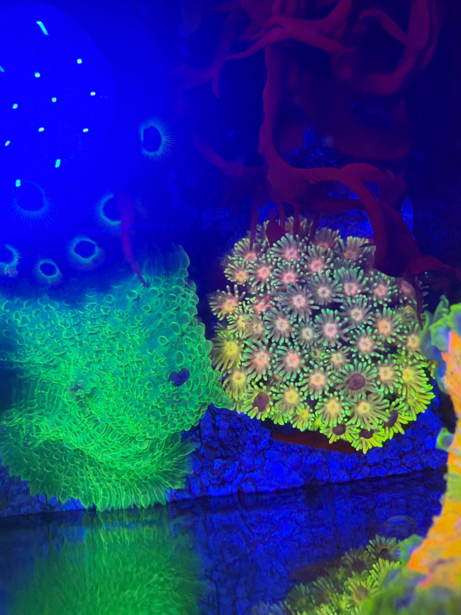Pico reef update with torch coral ricordea and zoanthids - Torch Coral, Ricordea Mushroom Coral, Zoanthids (photo 8)