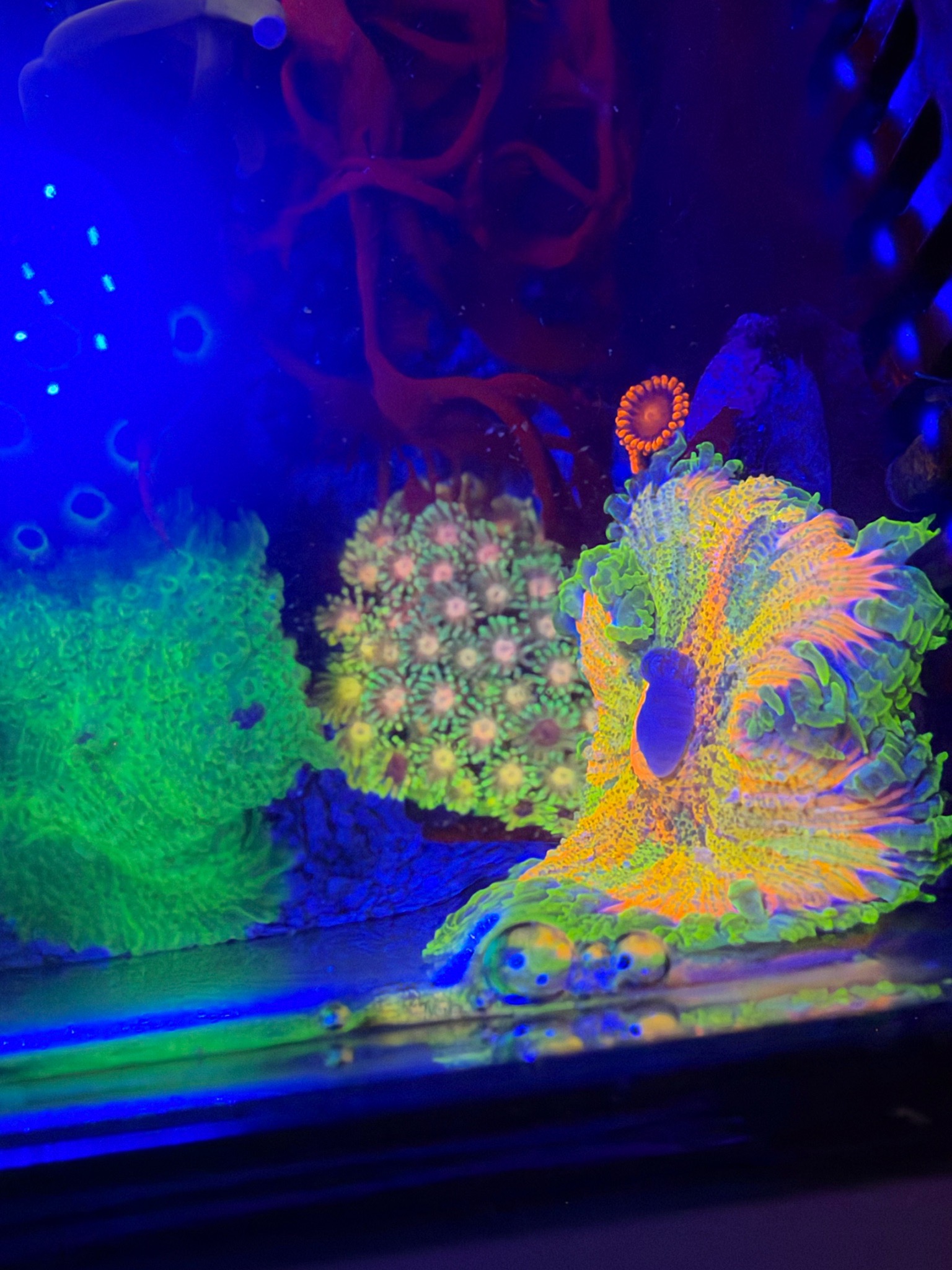 Pico reef update with torch coral ricordea and zoanthids - Torch Coral, Ricordea Mushroom Coral, Zoanthids (photo 6)