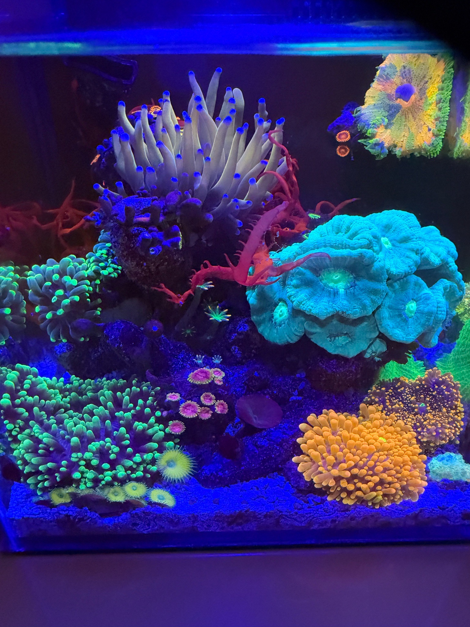 Pico reef update with torch coral ricordea and zoanthids - Torch Coral, Ricordea Mushroom Coral, Zoanthids (photo 2)