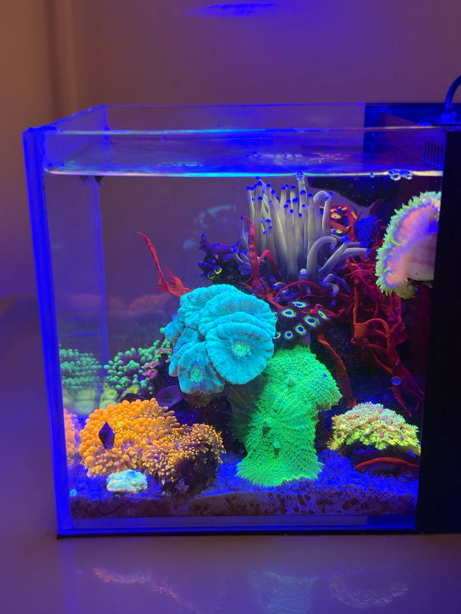 Pico reef update with torch coral ricordea and zoanthids - Torch Coral, Ricordea Mushroom Coral, Zoanthids (photo 7)