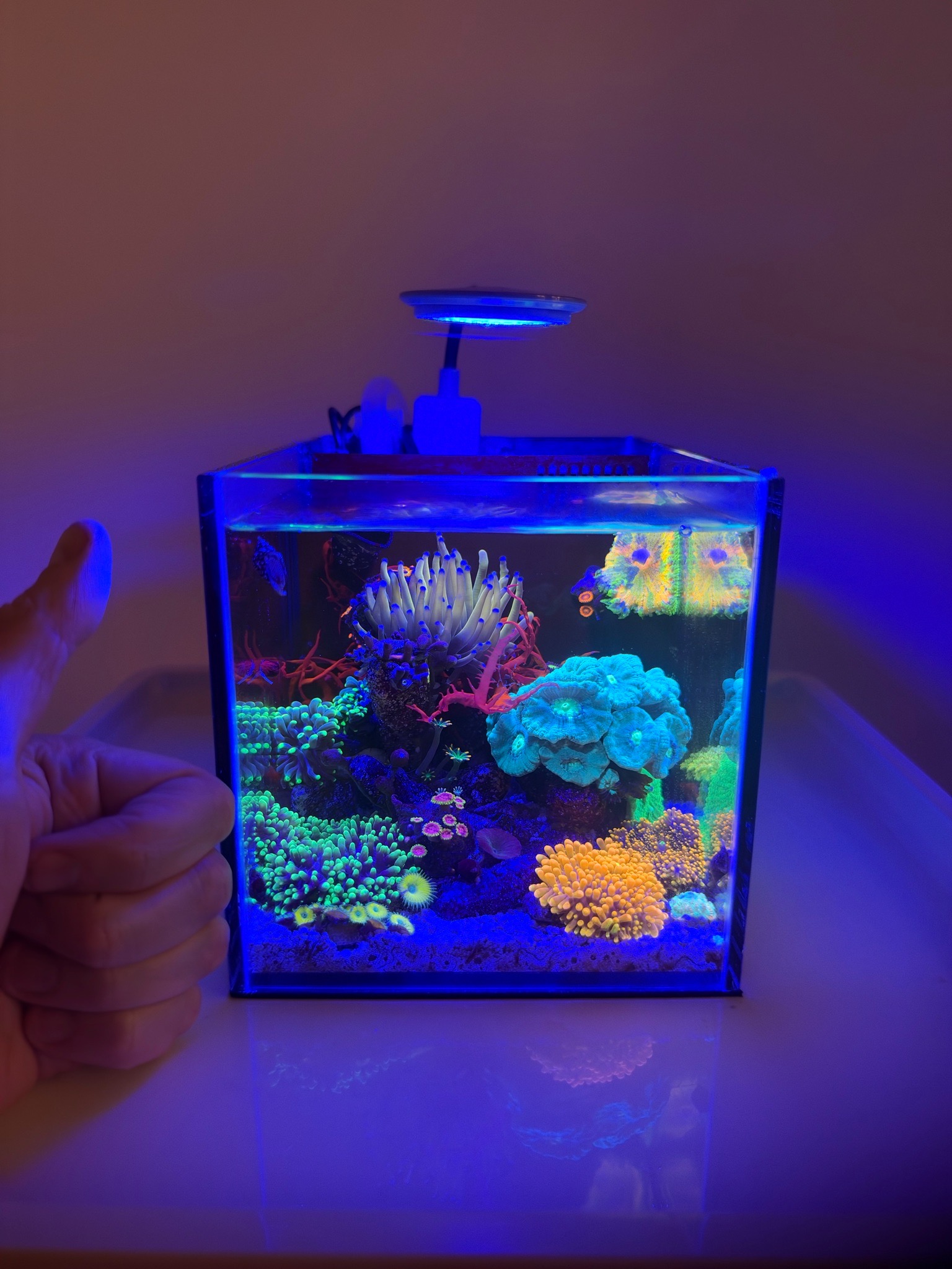 Pico reef update with torch coral ricordea and zoanthids - Torch Coral, Ricordea Mushroom Coral, Zoanthids