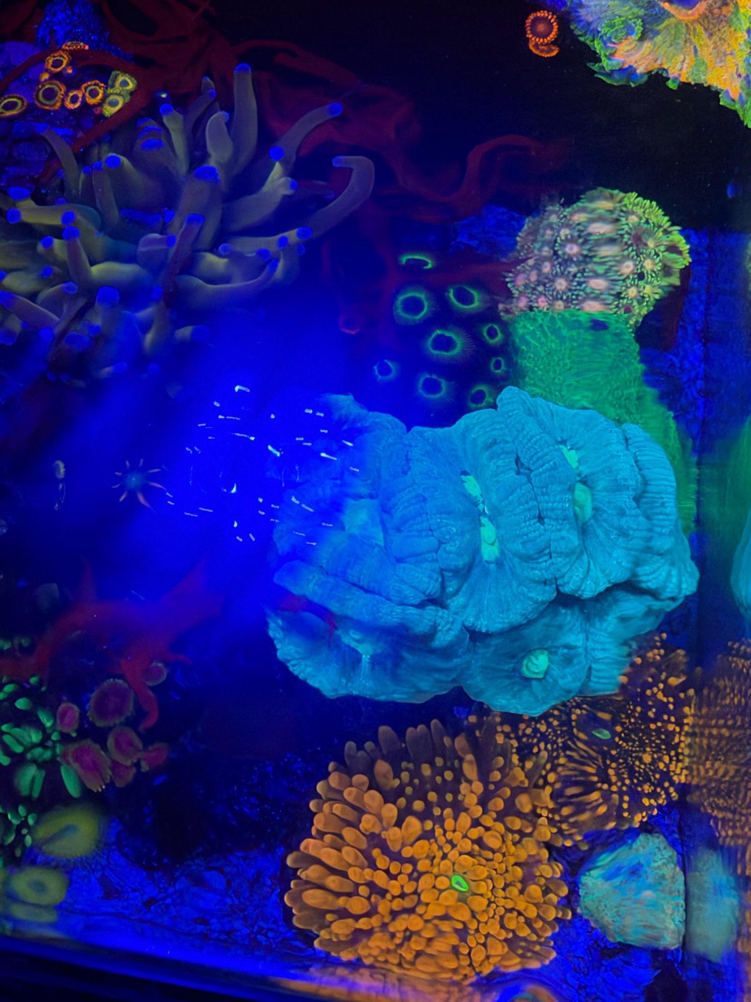 Pico reef update with torch coral ricordea and zoanthids - Torch Coral, Ricordea Mushroom Coral, Zoanthids (photo 3)