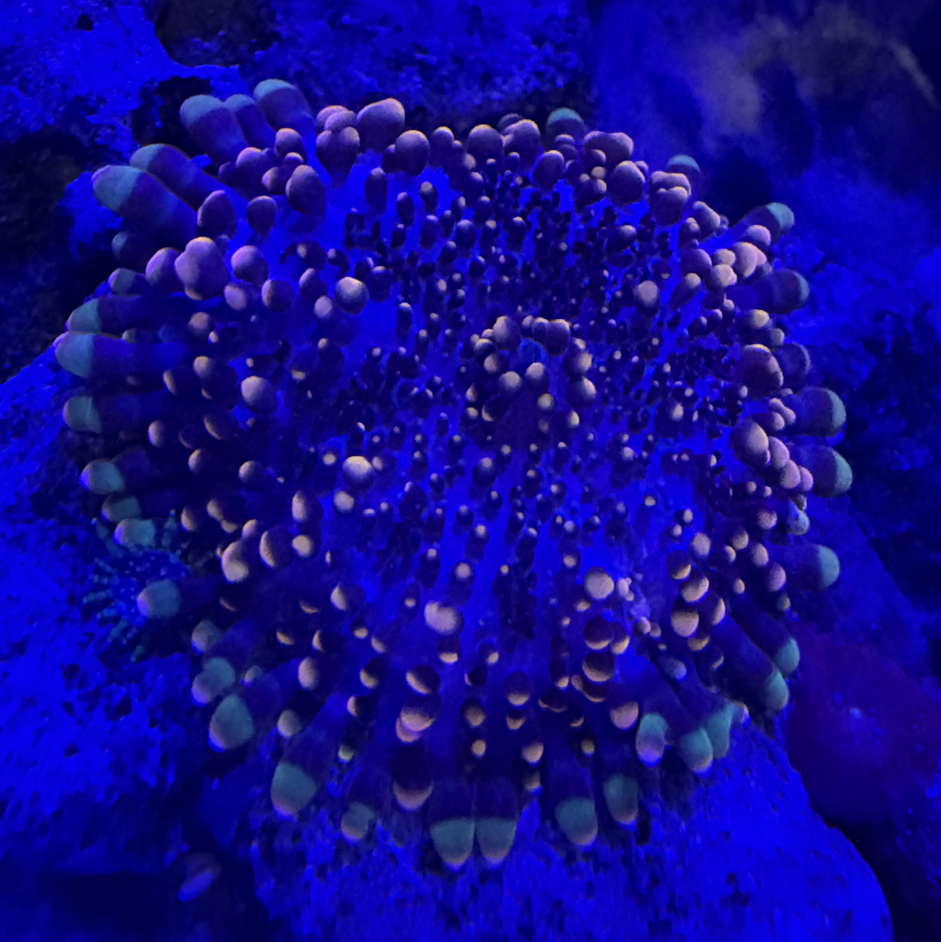 Tank Image