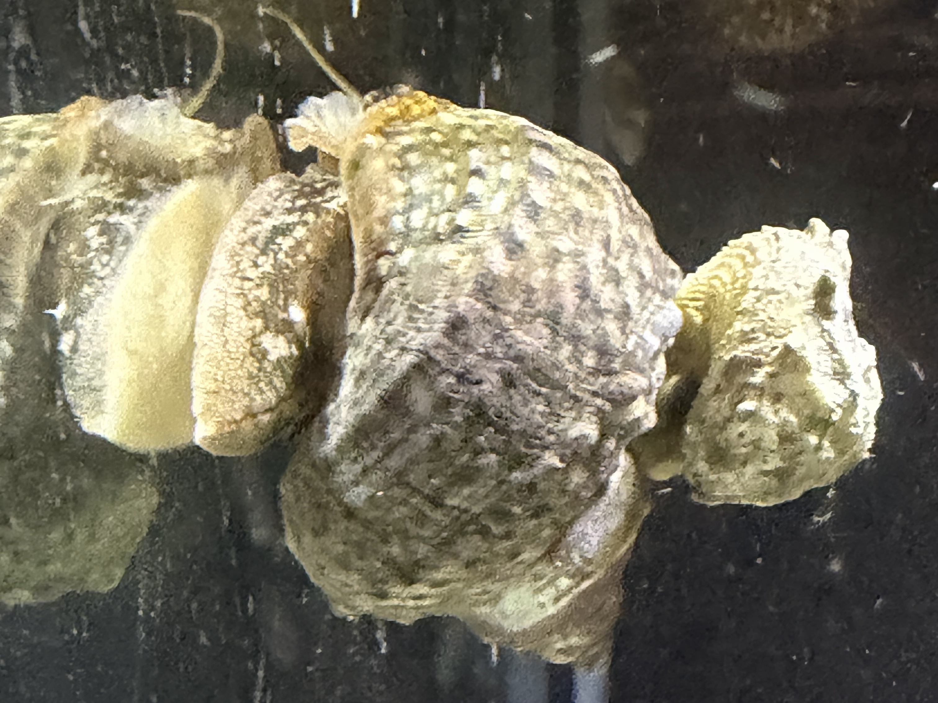 Tank Image