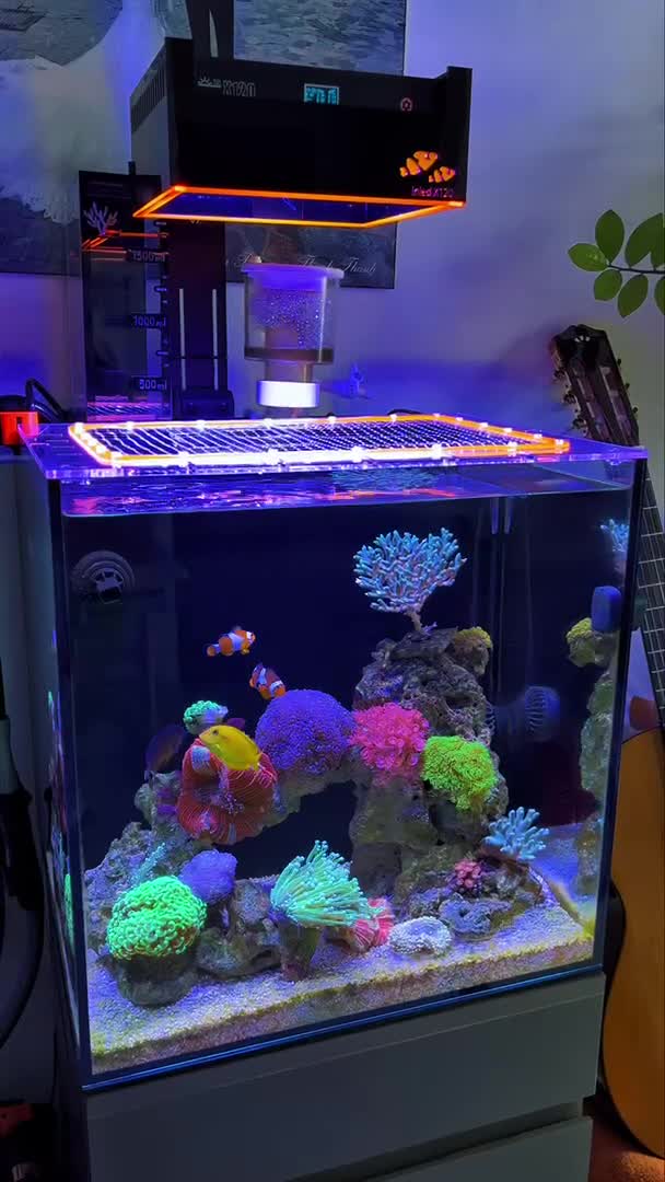 Cubic 45cm. 6 months