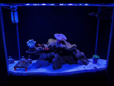 StonedCoral420