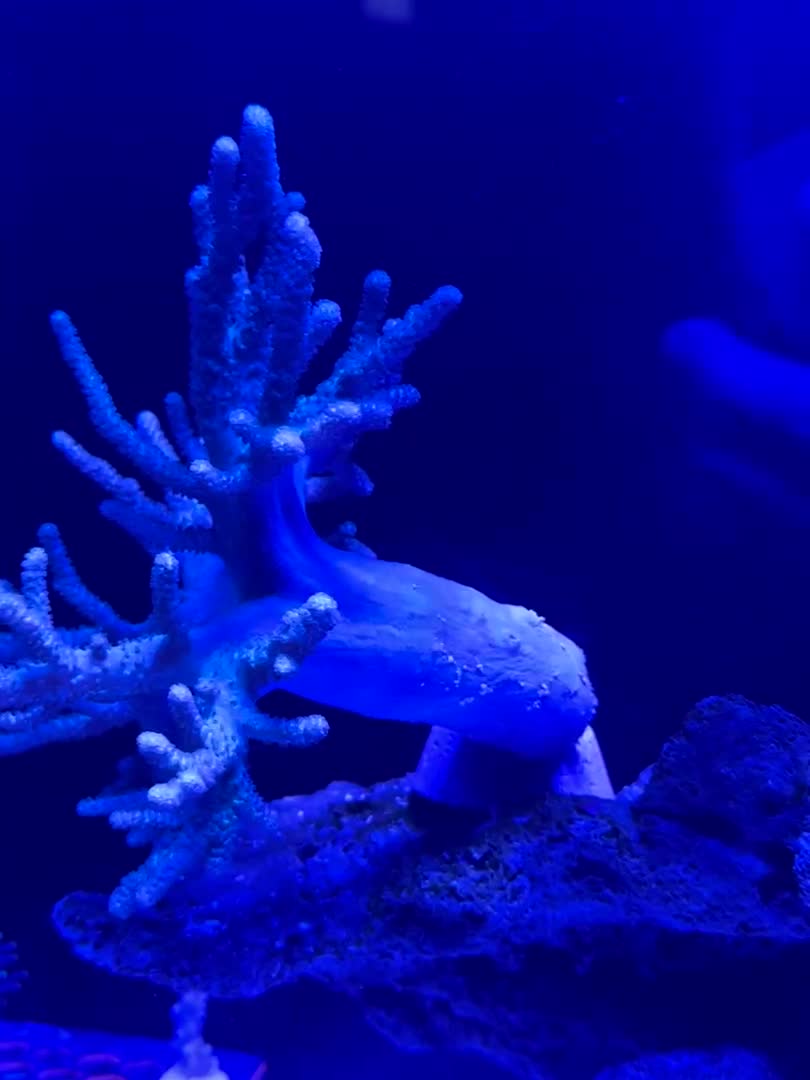 Green tree coral safe/healthy like this? Swapped his position with my leather stool last n...