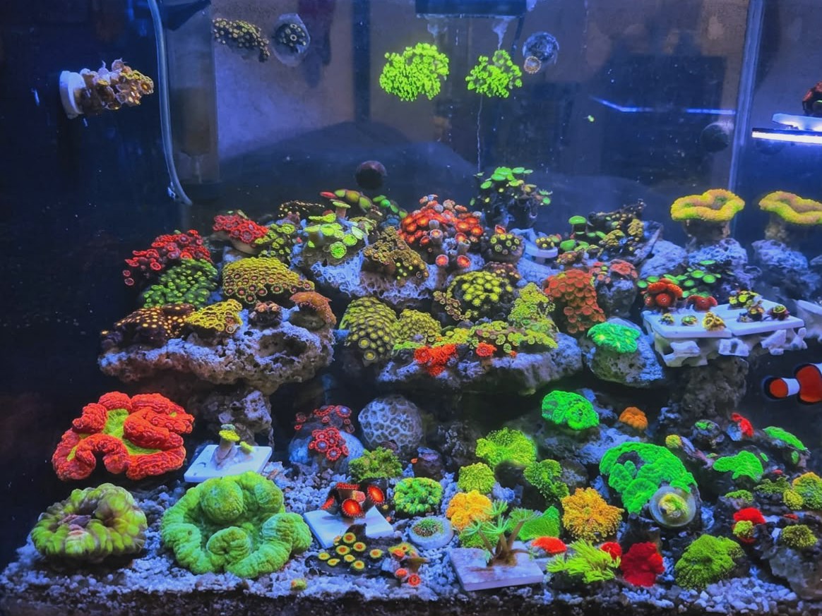 Tank Image