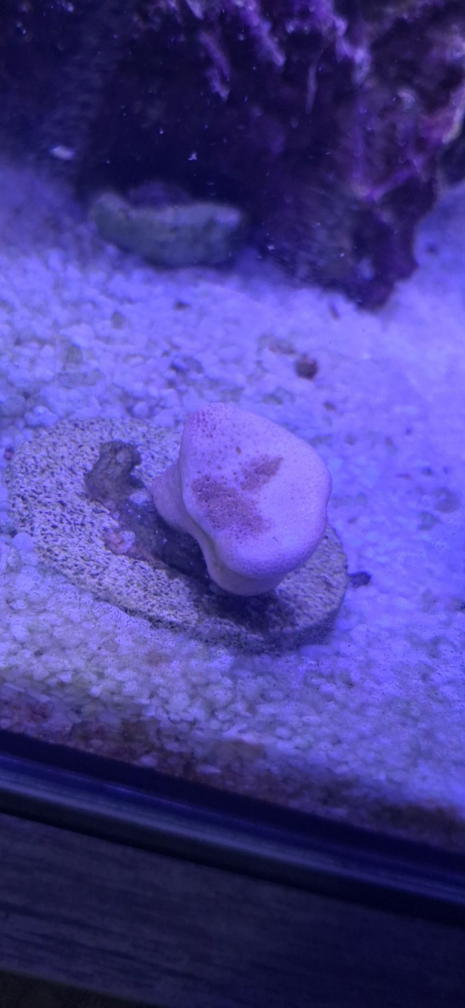 Why is my toadstool coral not opening or showing color - toadstool coral, coral