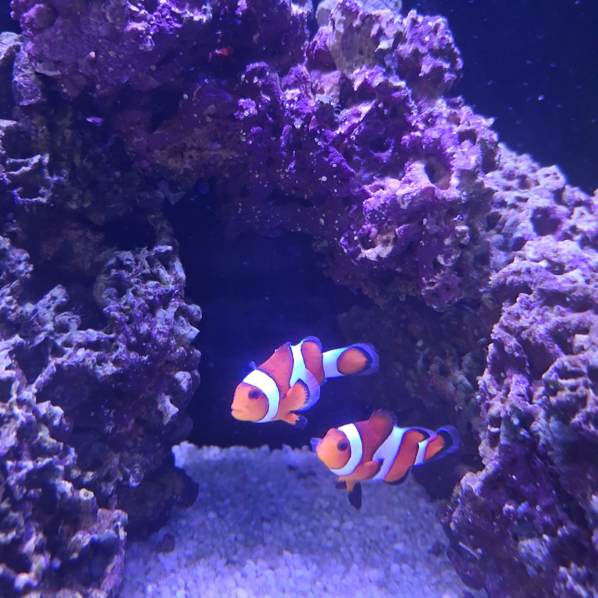 Clownfish swimming among live rock in reef aquarium - Clownfish