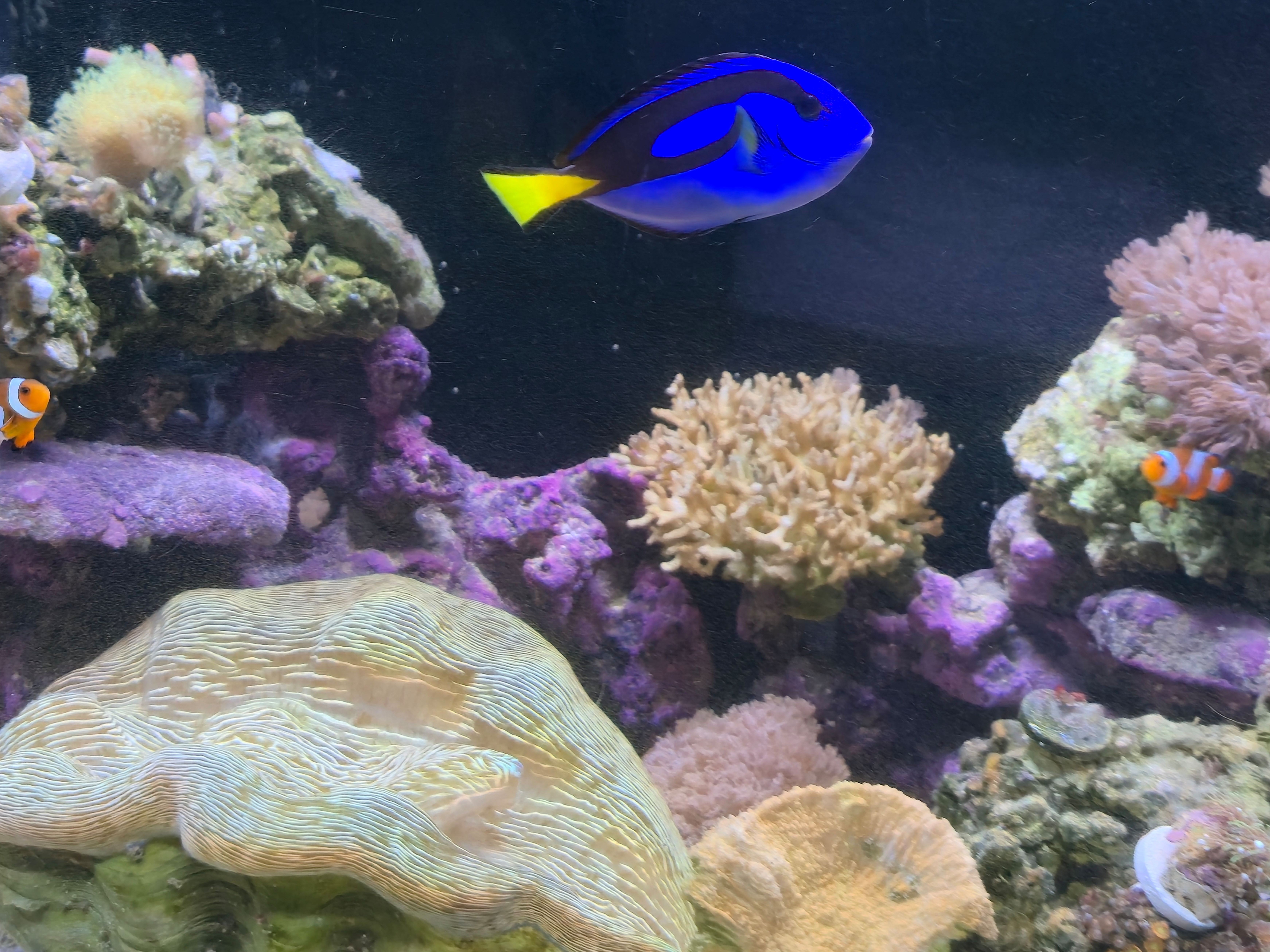 Tank Image