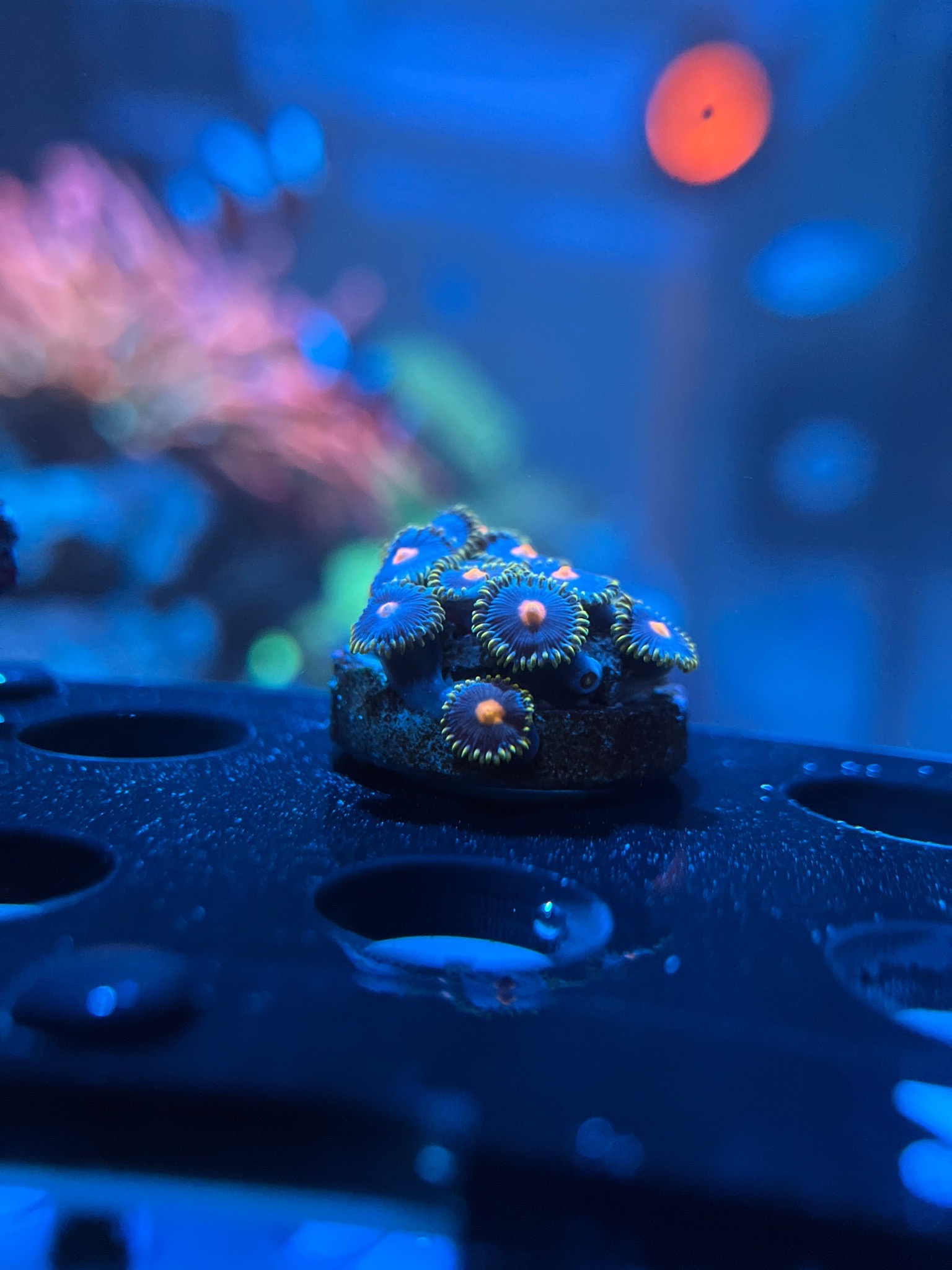 A few zoas frags added to the tank