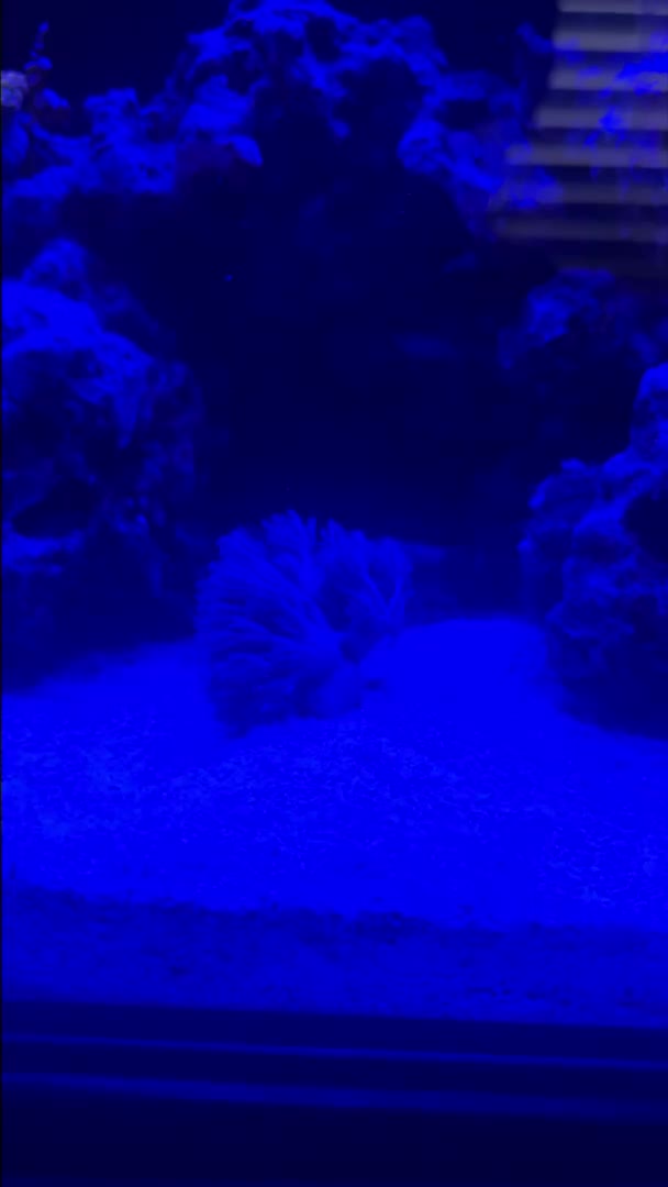 I added a Xenia a few minutes ago and I can’t tell if the flow is too strong or it’s just...