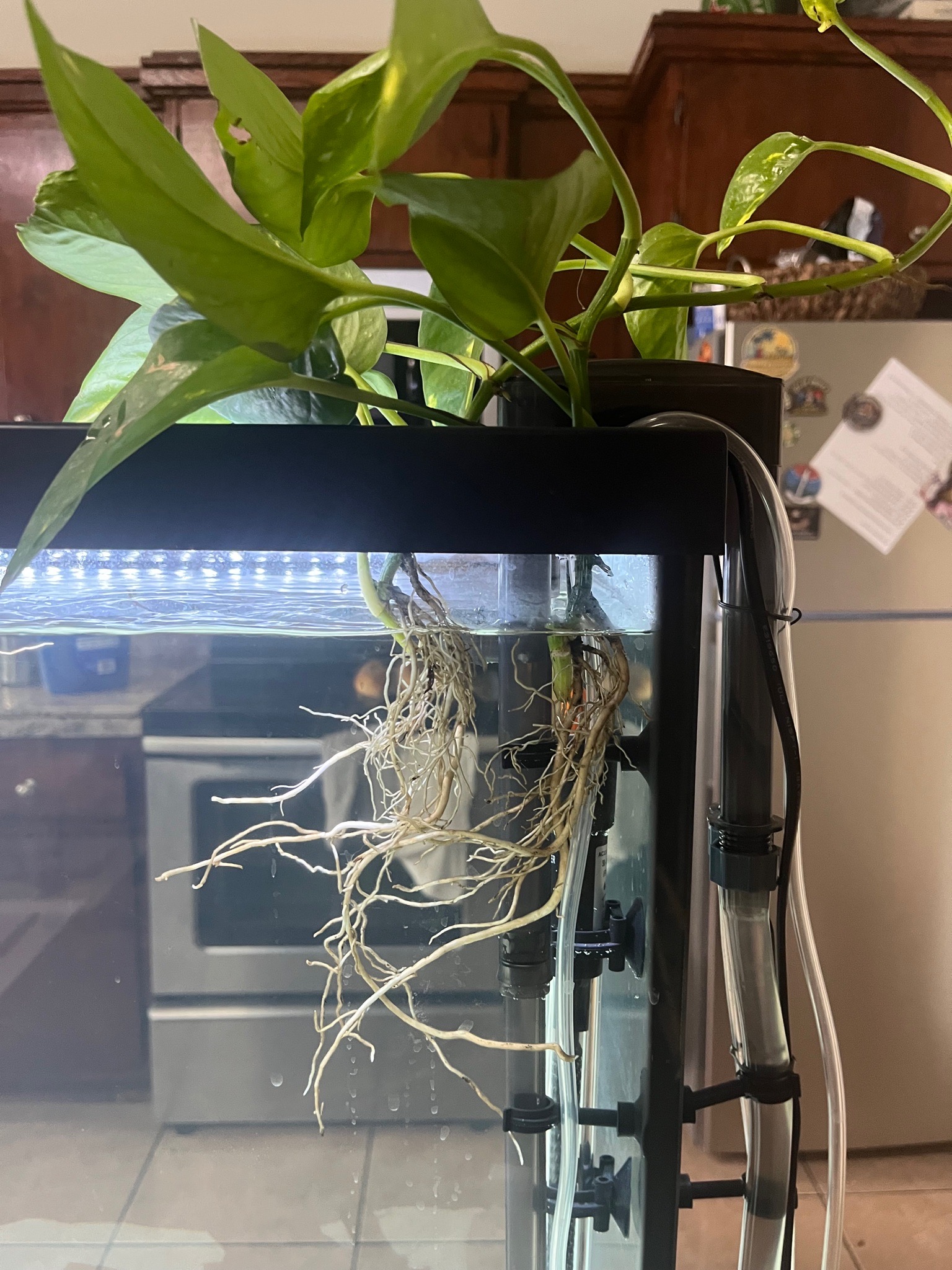 Day #7 🐠🔥
Unexpected update… the Flowerhorn is arriving EARLIER than expected tomorrow...