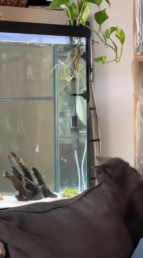 No worries, fish. I’m just studying your schedule. 😏🐱🐠