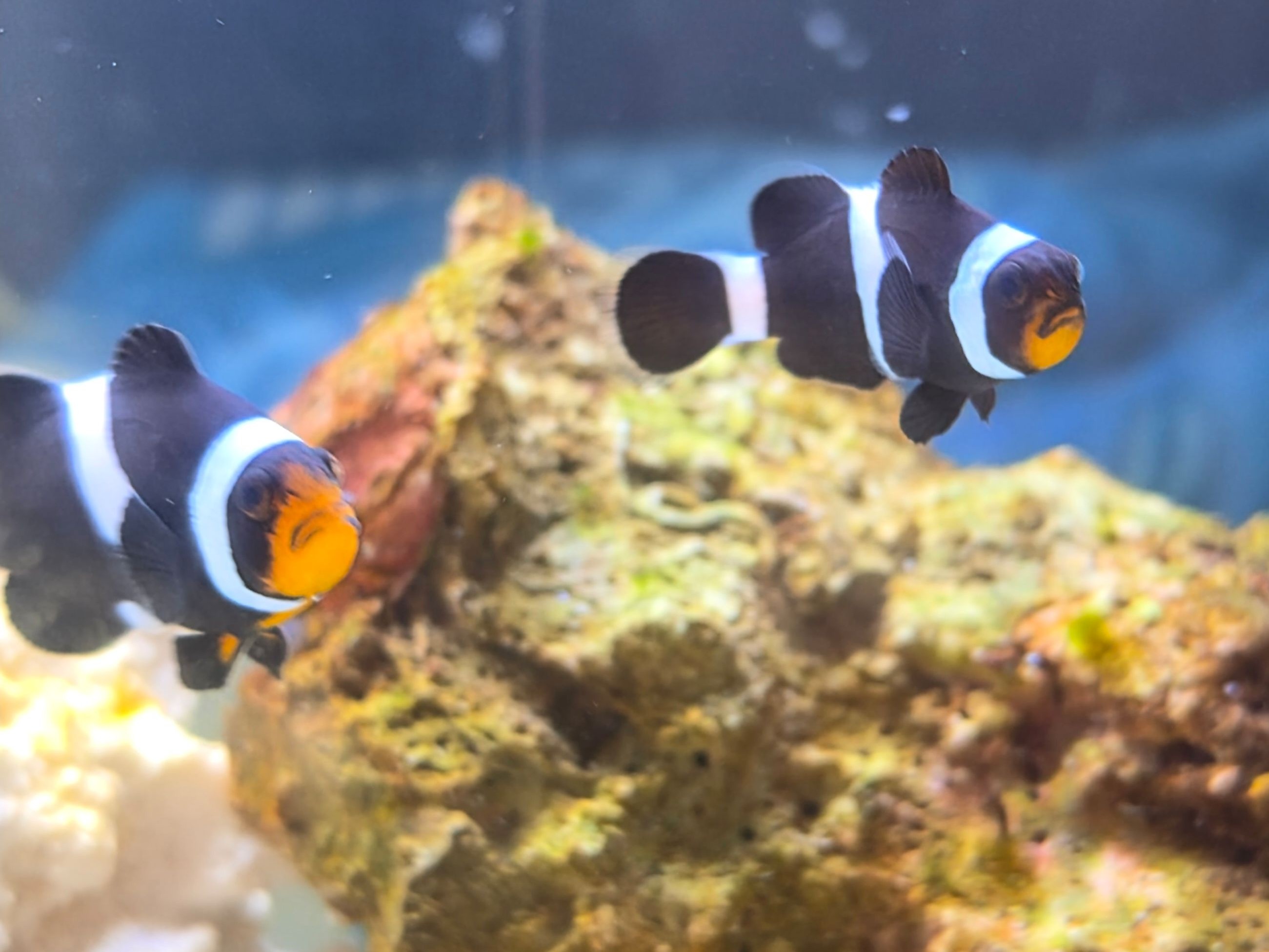 Tank Image
