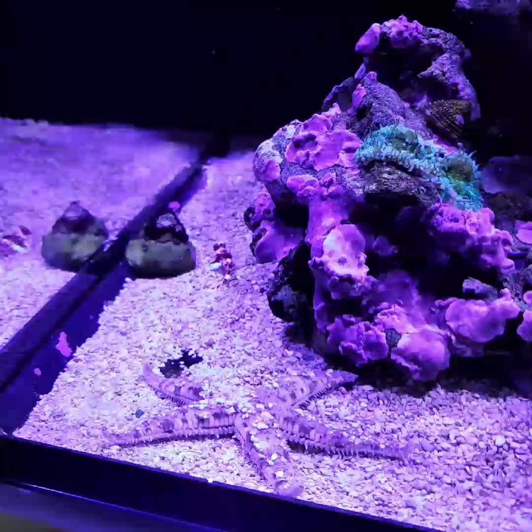 Starfish and a Pink Scooter Blenny.