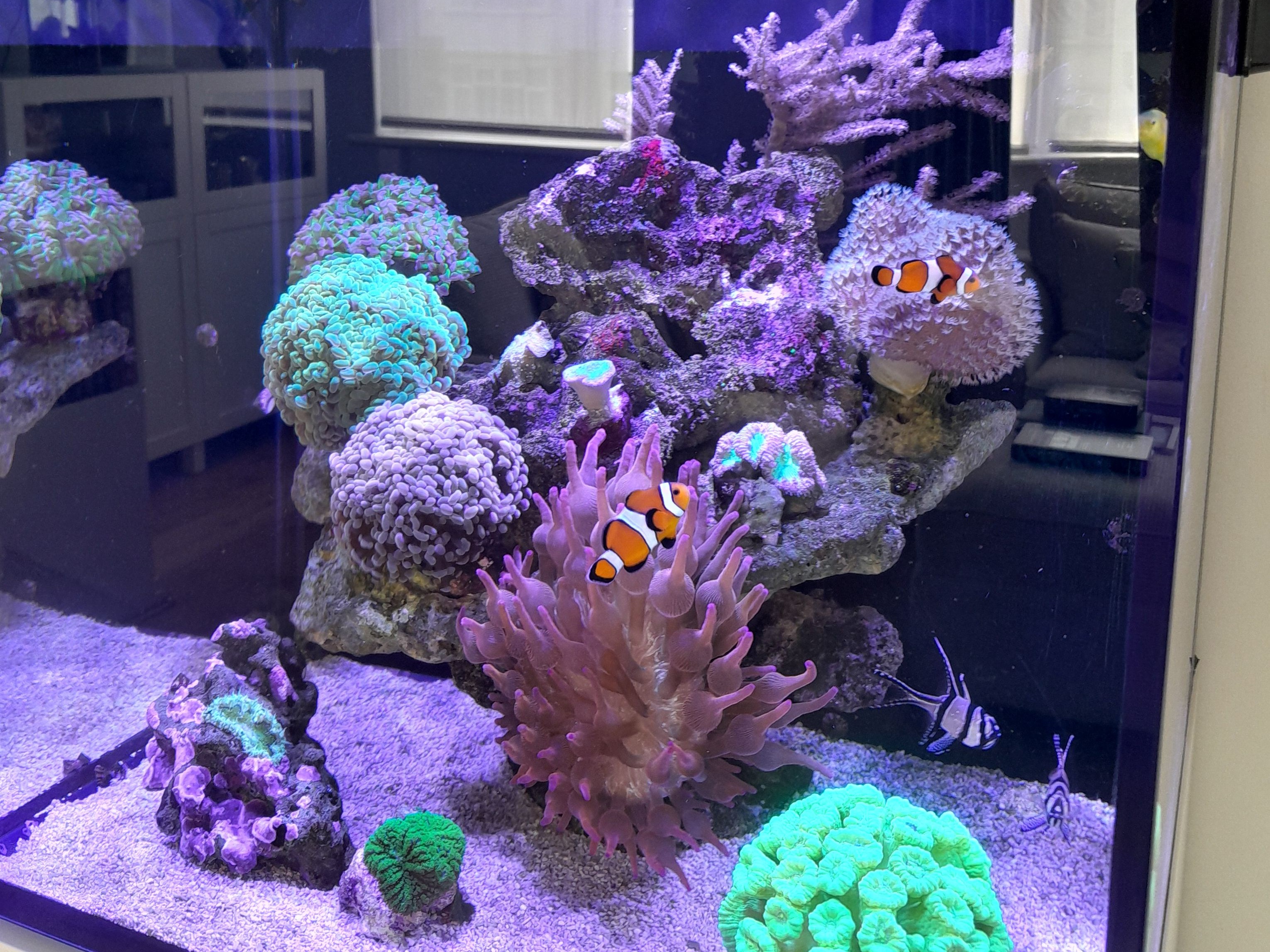 Tank Image