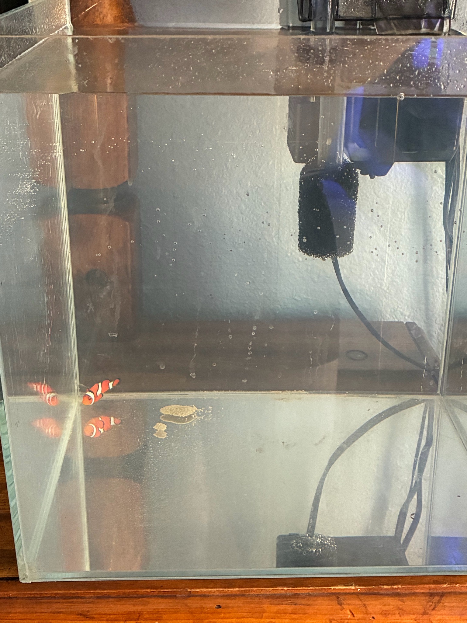 Little buddy has ich so he’s getting Quarantined and treated in fishy jail