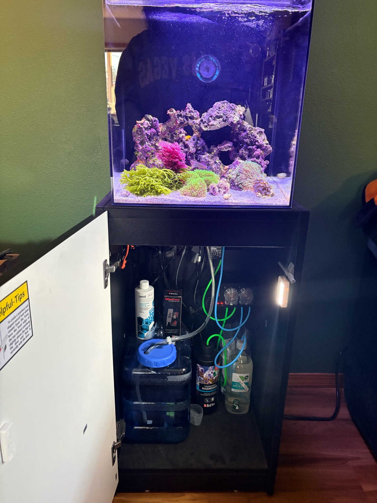 Reef dosing setup with two pumps for zoanthids and hammer coral - zoanthids, hammer coral, green star polyps