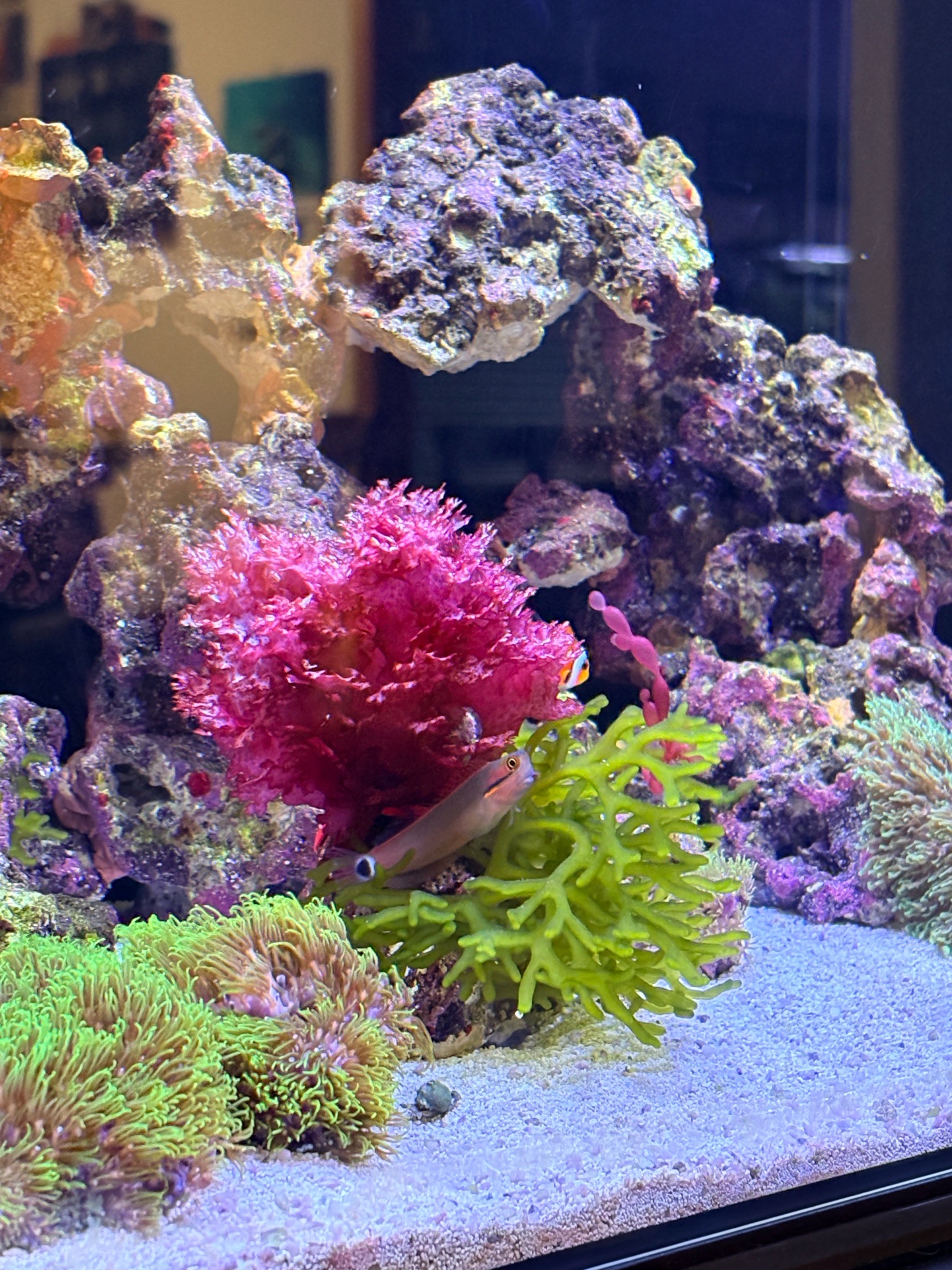 Acid rain macro algae with blenny chilling in reef tank - Ocellaris Clownfish, Tailspot Blenny, Halymenia dilatata