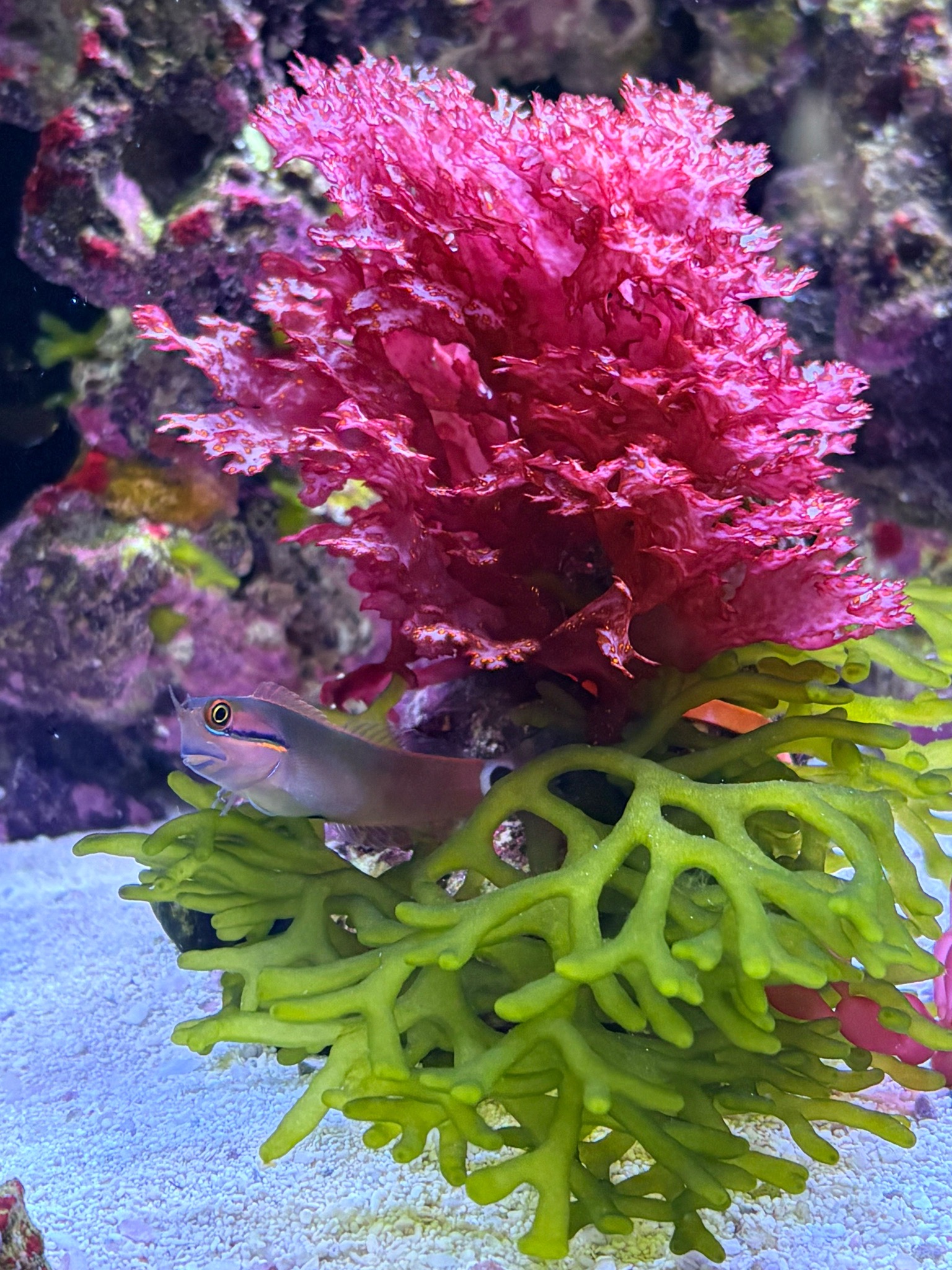 Acid rain macro algae with blenny chilling in reef tank - Ocellaris Clownfish, Tailspot Blenny, Halymenia dilatata (photo 2)