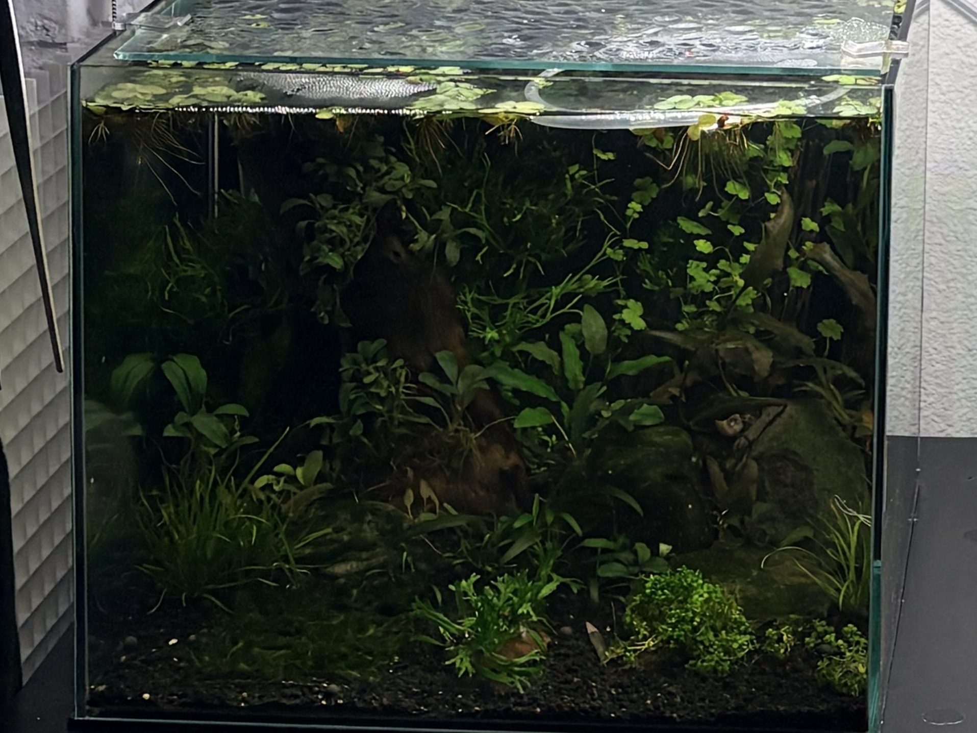 Tank Image