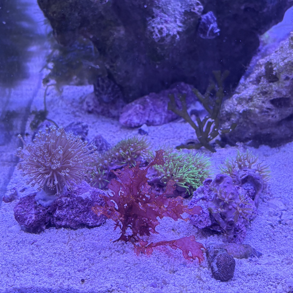 Tank Image
