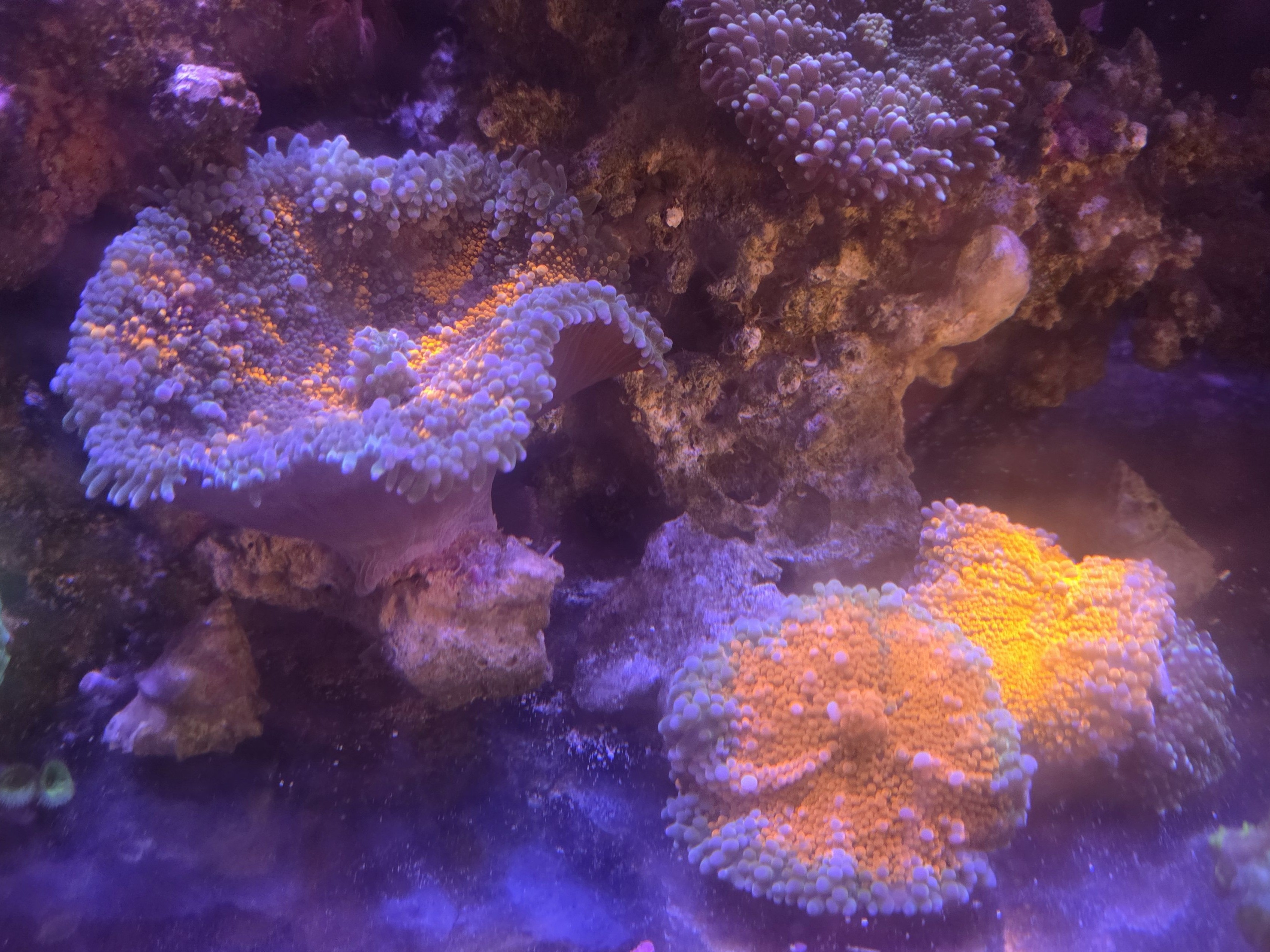 Tank Image