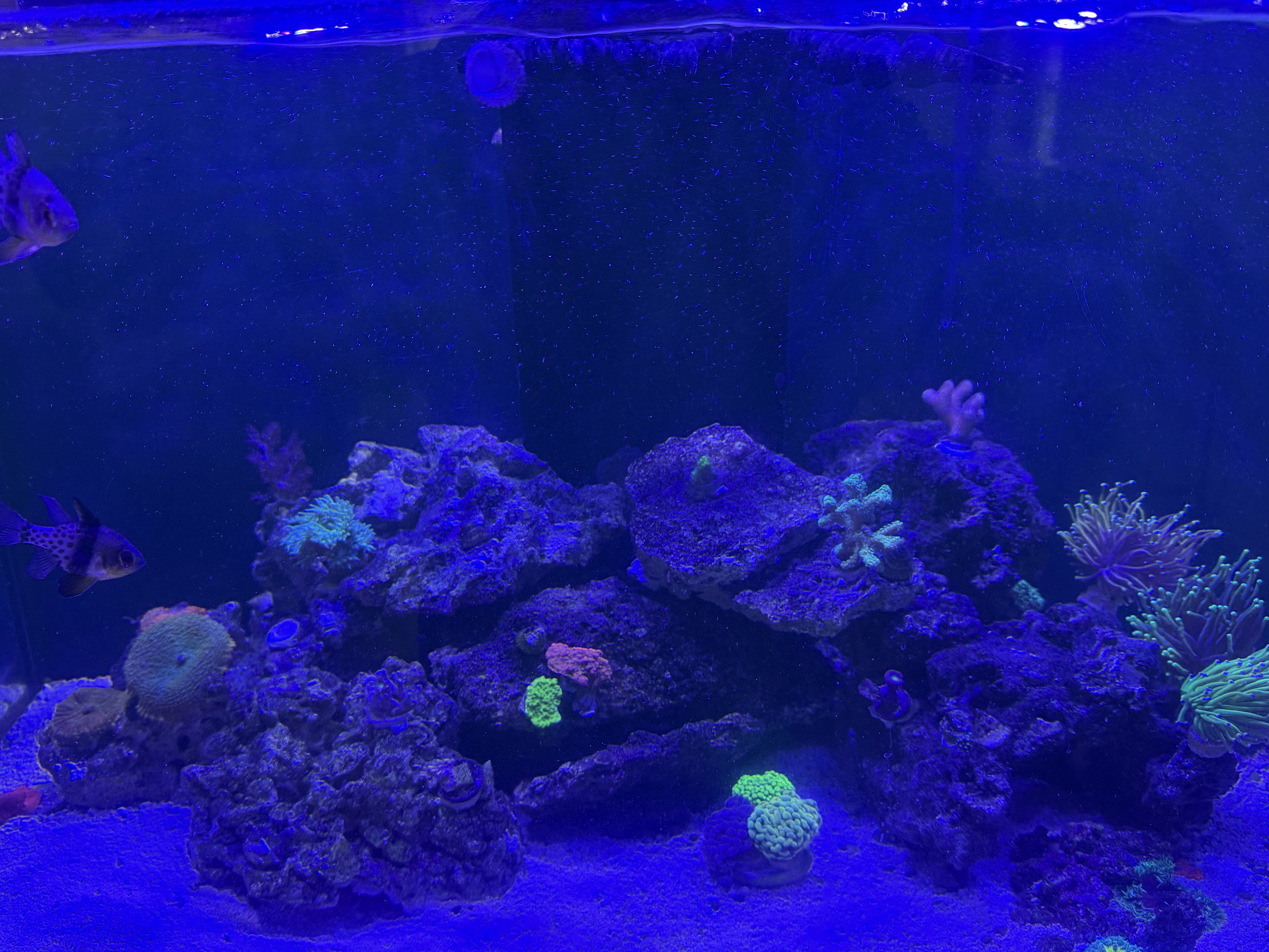 Tank Image