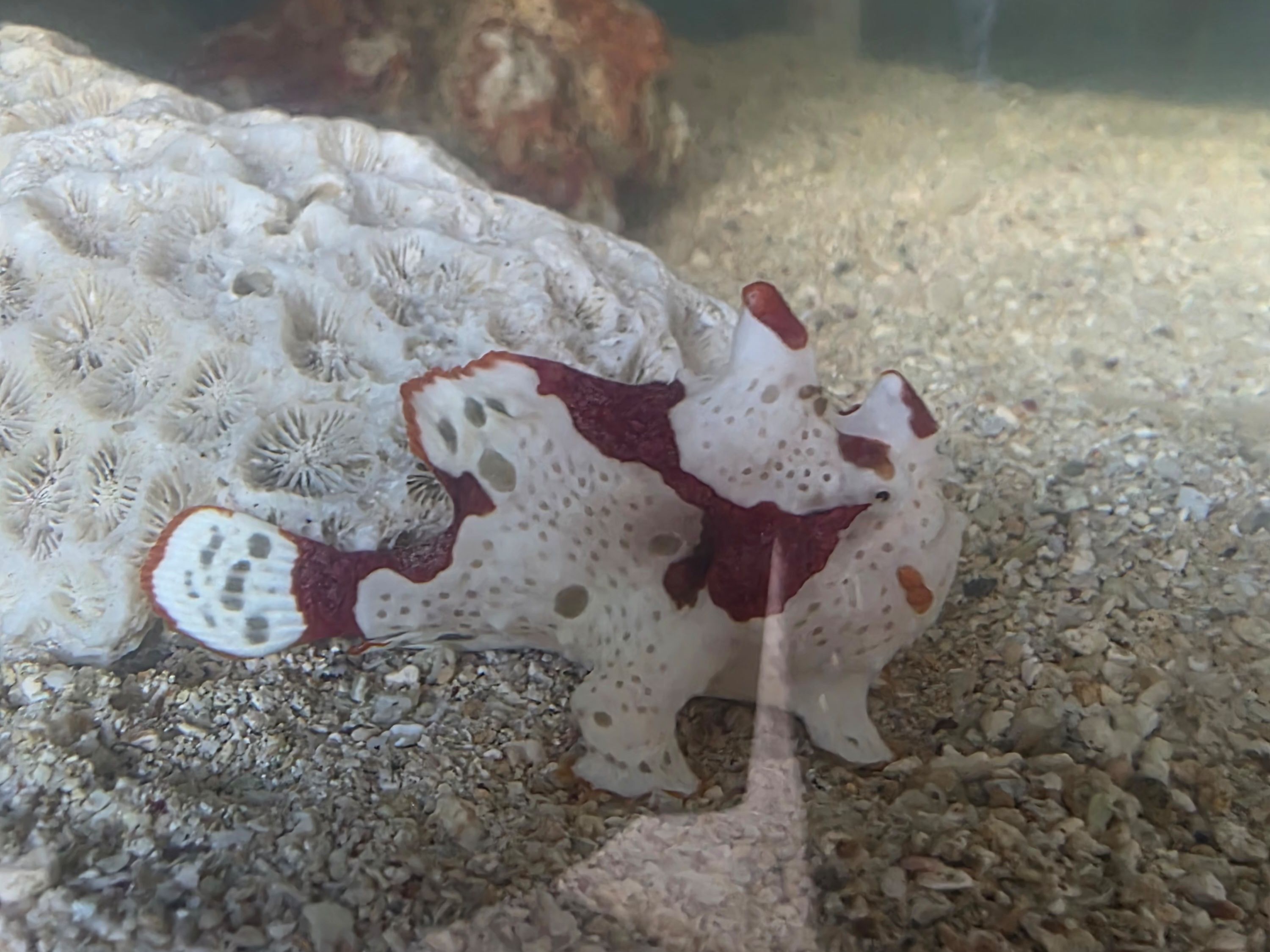 Tank Image