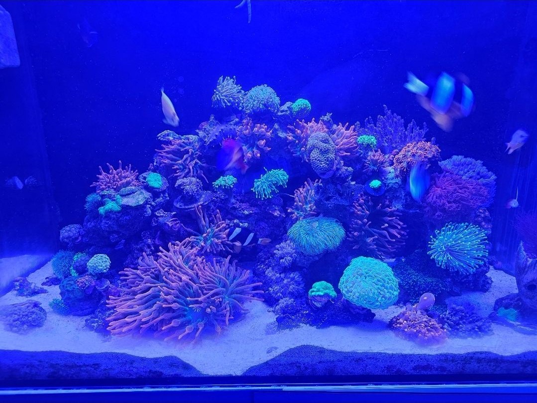 Tank Image
