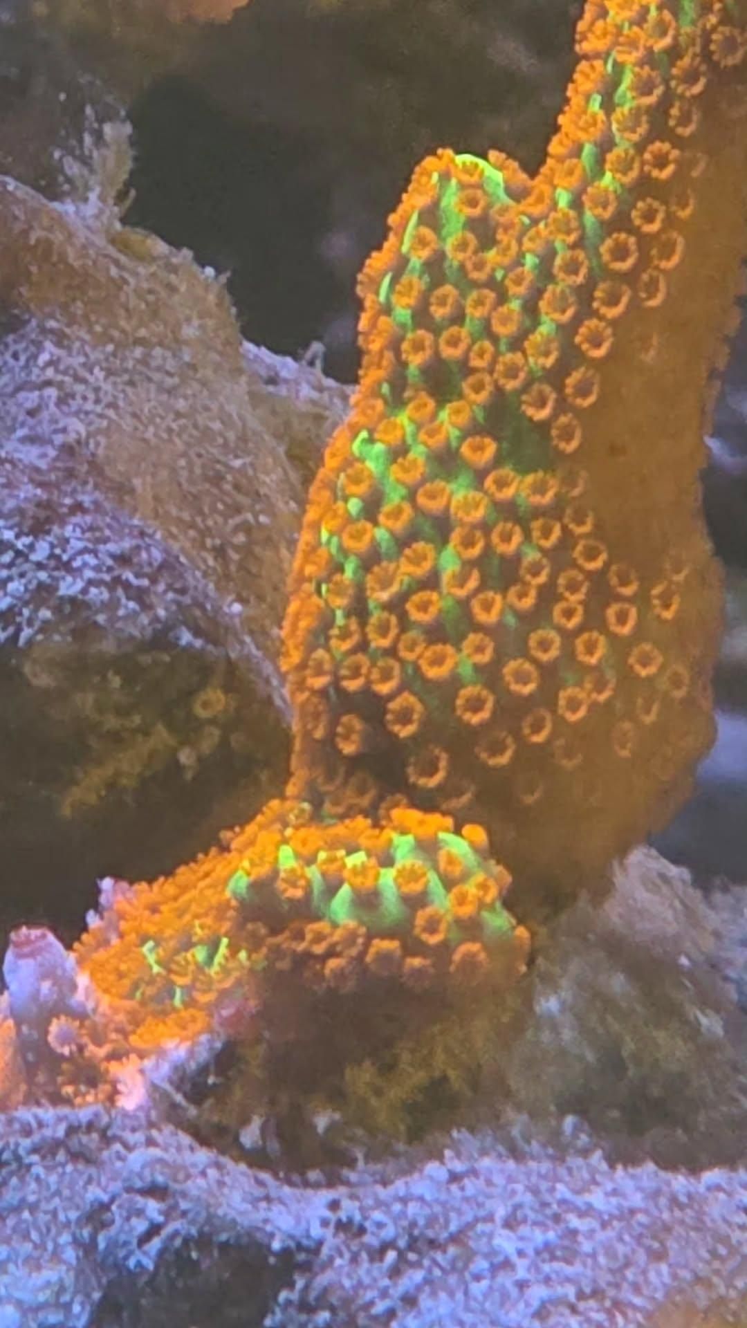 What do you think about these polyp expansion?🪸 Run my tank on Modern... (photo 5)